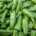 新苗尖椒，各种辣椒，各种蔬菜茄子，代发全国