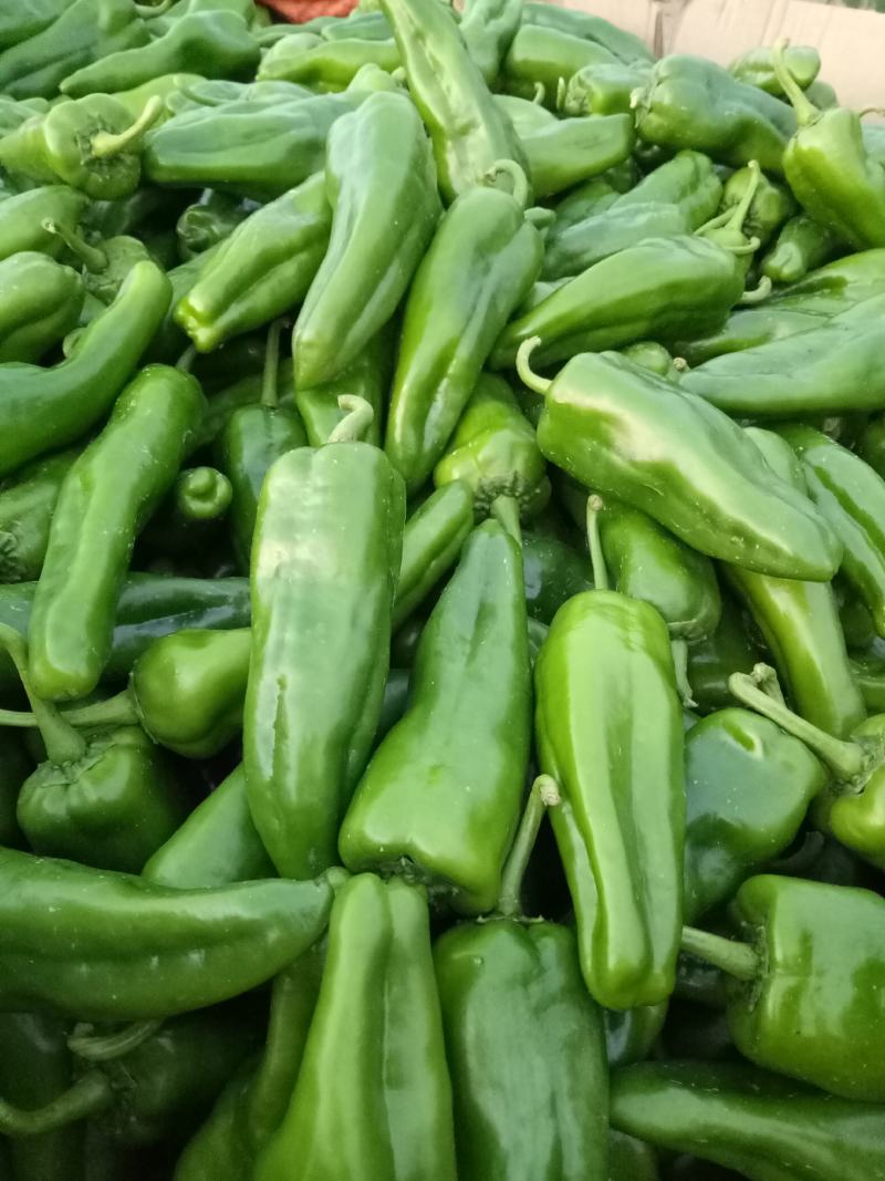 新苗尖椒，各种辣椒，各种蔬菜茄子，代发全国