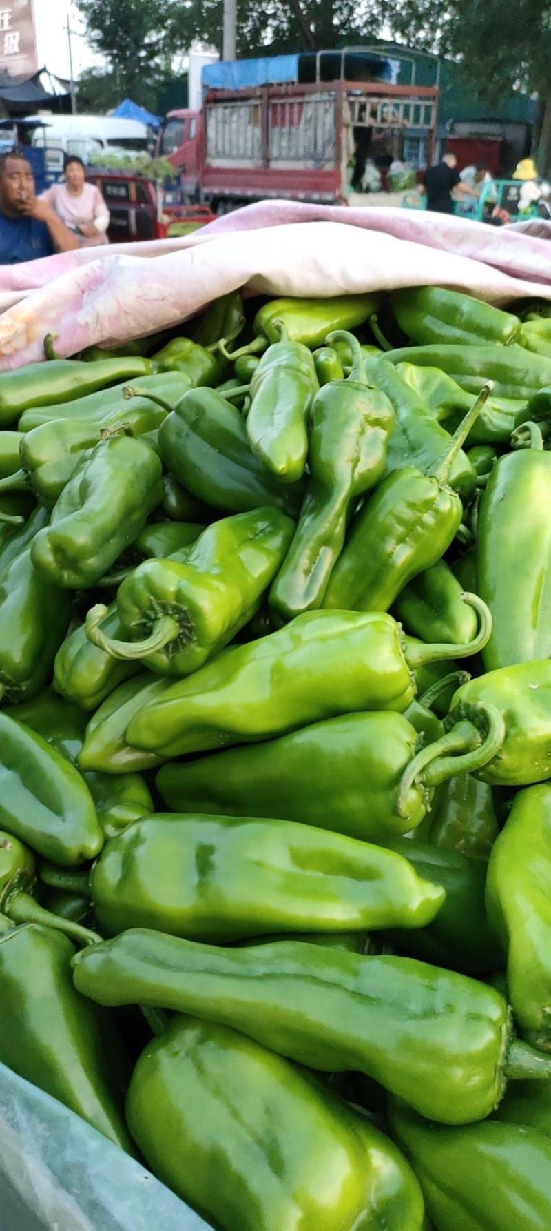 新苗尖椒，各种辣椒，各种蔬菜茄子，代发全国
