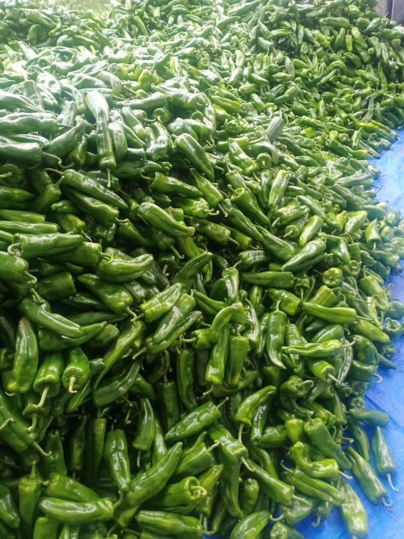 新苗尖椒，各种辣椒，各种蔬菜茄子，代发全国