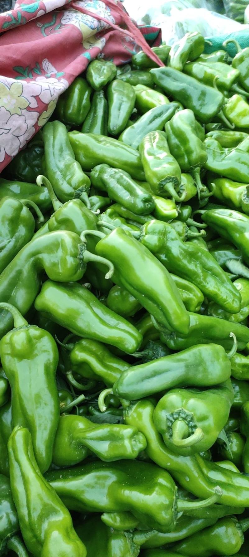 新苗尖椒，各种辣椒，各种蔬菜茄子，代发全国