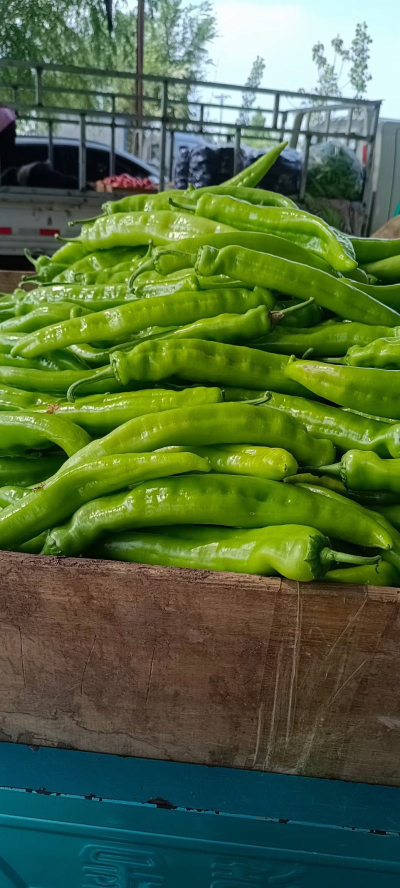 新苗尖椒，各种辣椒，各种蔬菜茄子，代发全国