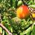串枝红杏胭脂红杏，太行山万亩红杏产业基地大量上市