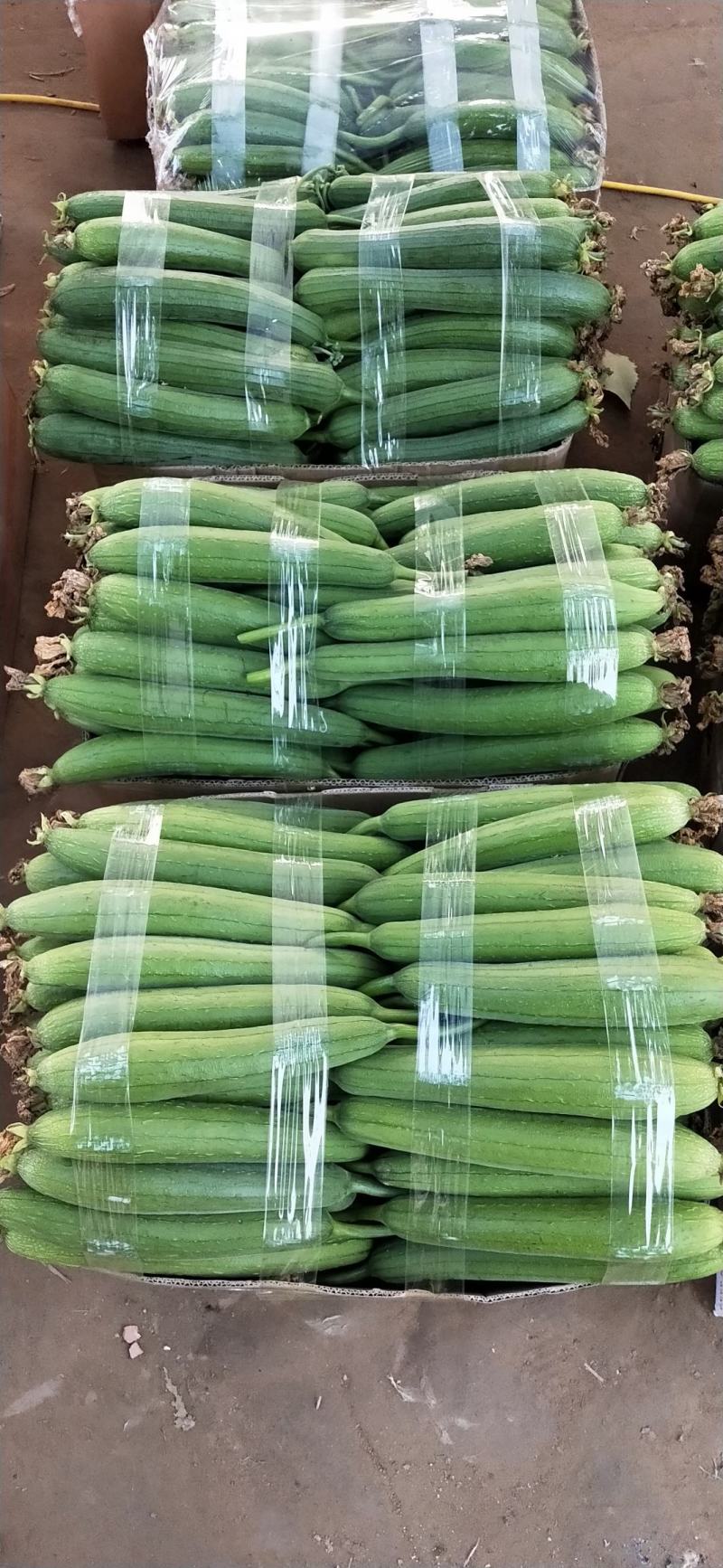 新苗尖椒，各种辣椒，各种蔬菜茄子，代发全国