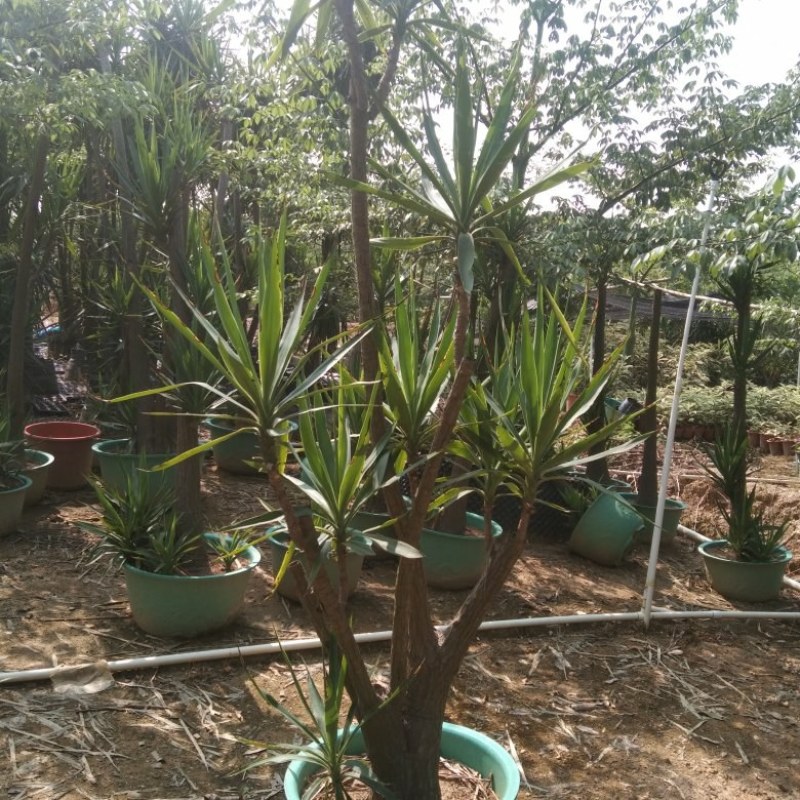 巨丝兰
