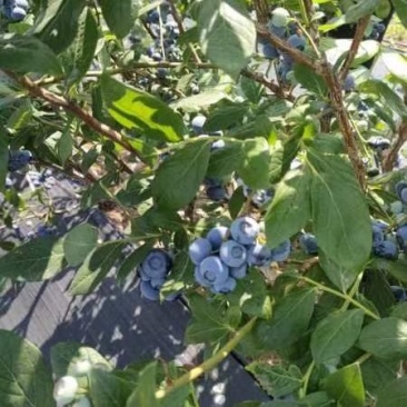 蓝莓，