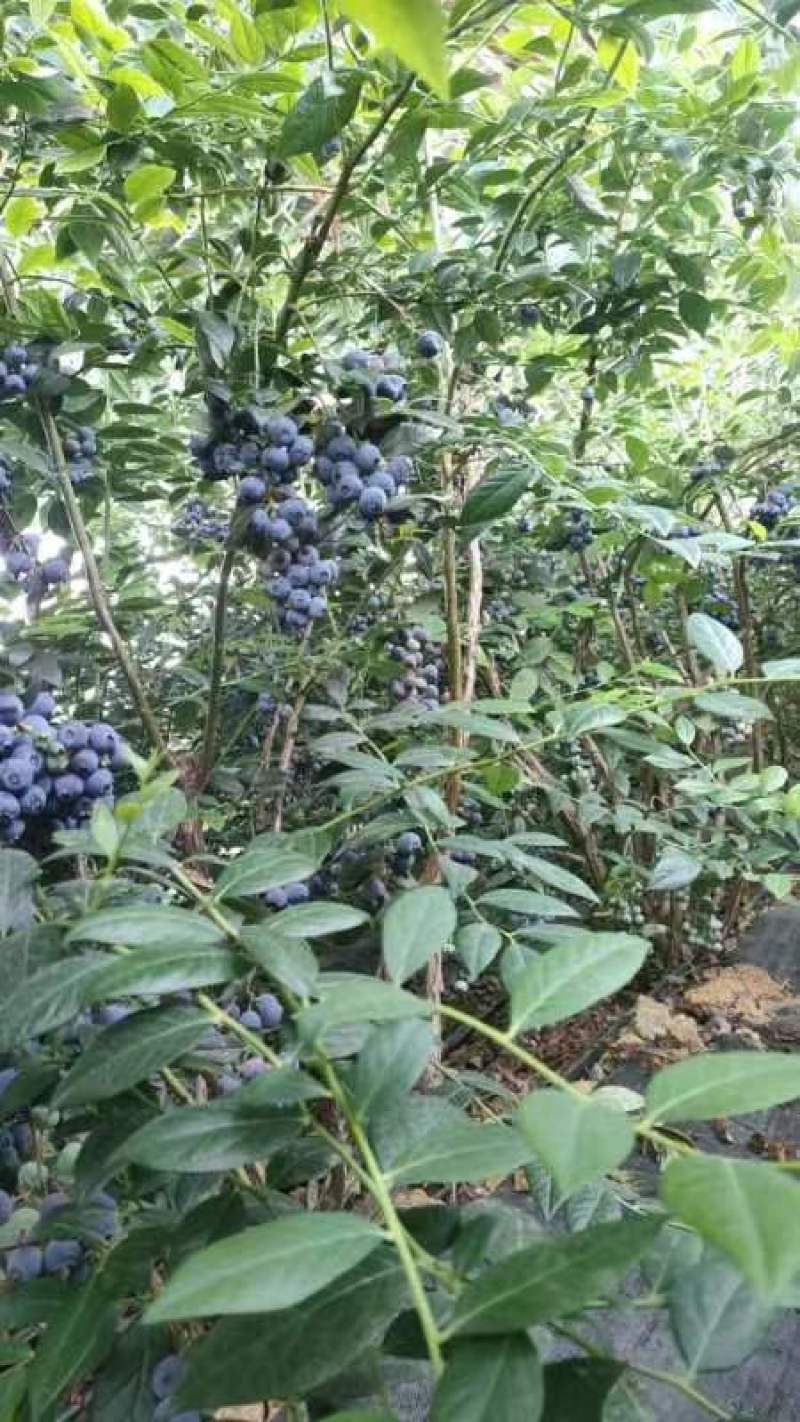 蓝莓，
