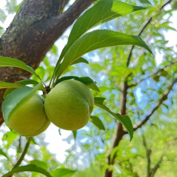 镇宁六马蜂塘李