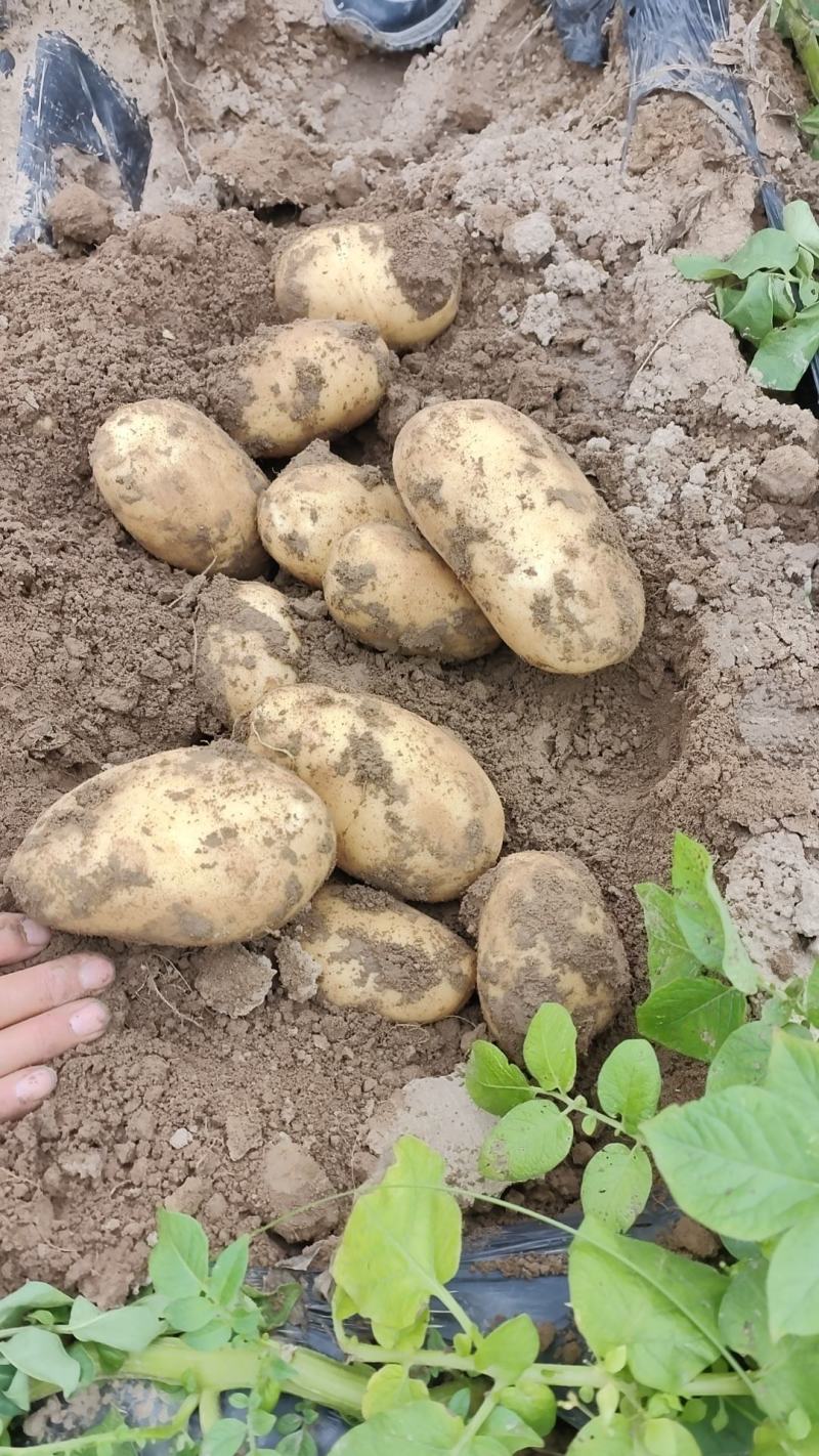 精品土豆无虫眼，无裂口无青头产地直发。电商批发市场