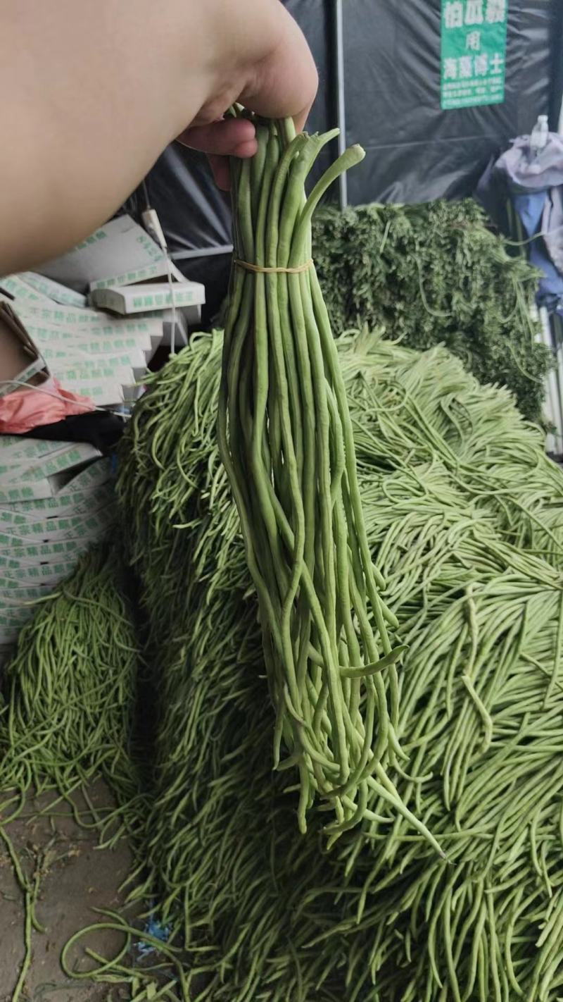 豆角，青条精品新鲜豆角，一手货源，代发全国各地，诚信合作