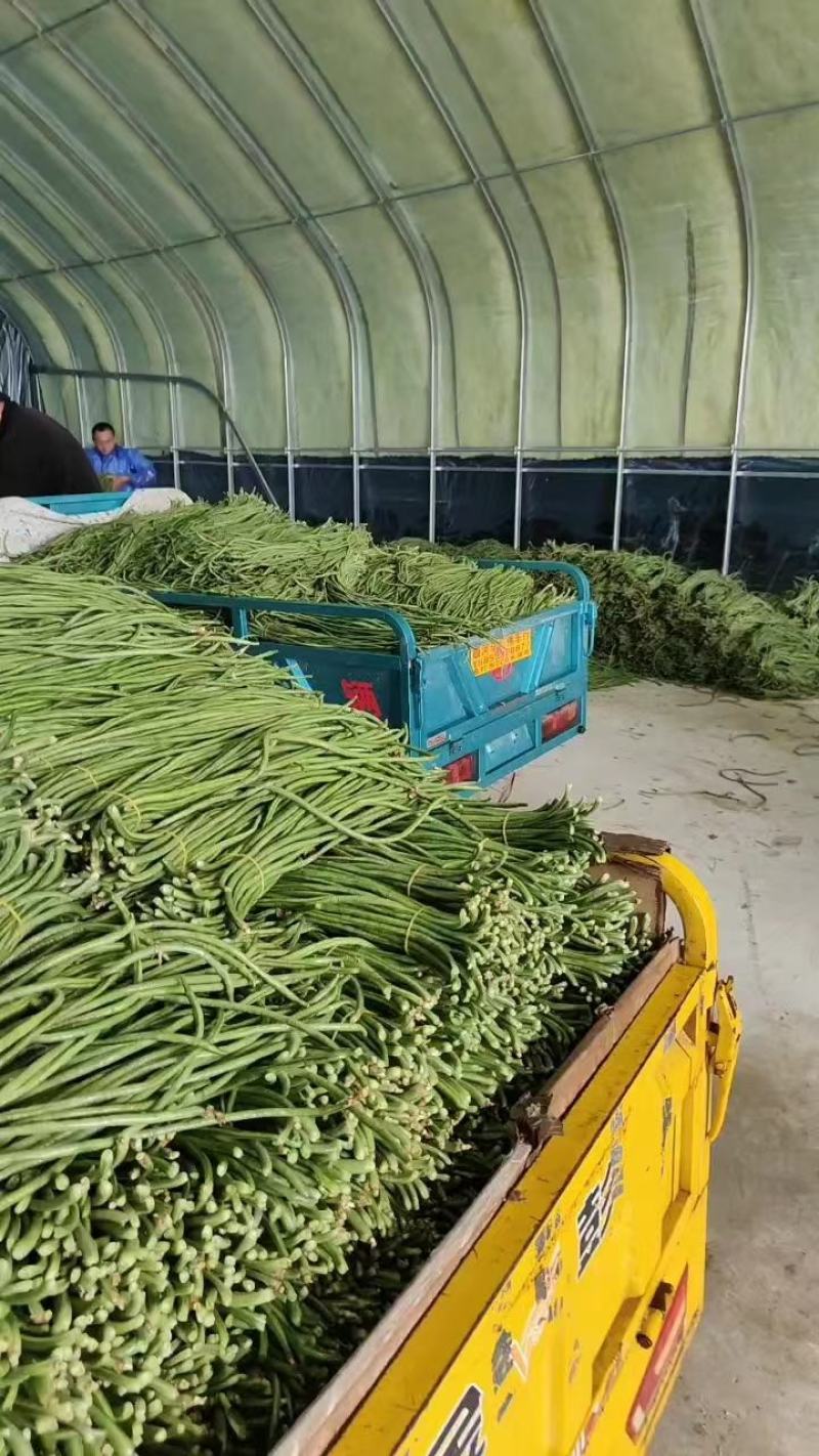 豆角，青条精品新鲜豆角，一手货源，代发全国各地，诚信合作