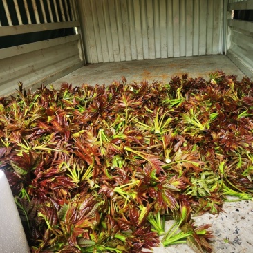 香椿芽现货香椿芽嫩芽新鲜乡村野菜春天的味道
