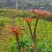 香椿芽现货香椿芽嫩芽新鲜乡村野菜春天的味道