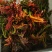 香椿芽现货香椿芽嫩芽新鲜乡村野菜春天的味道
