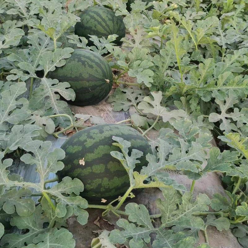 慕甜佳宝西瓜黑皮西瓜糖度14大量上市价格看瓜定价欢迎来电
