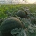 慕甜佳宝西瓜黑皮西瓜糖度14大量上市价格看瓜定价欢迎来电