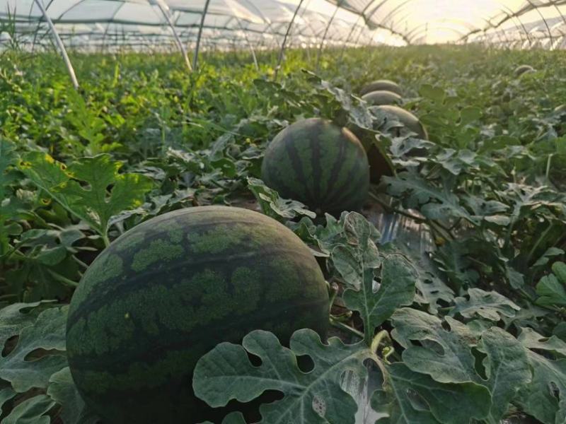 慕甜佳宝西瓜黑皮西瓜糖度14大量上市价格看瓜定价欢迎来电