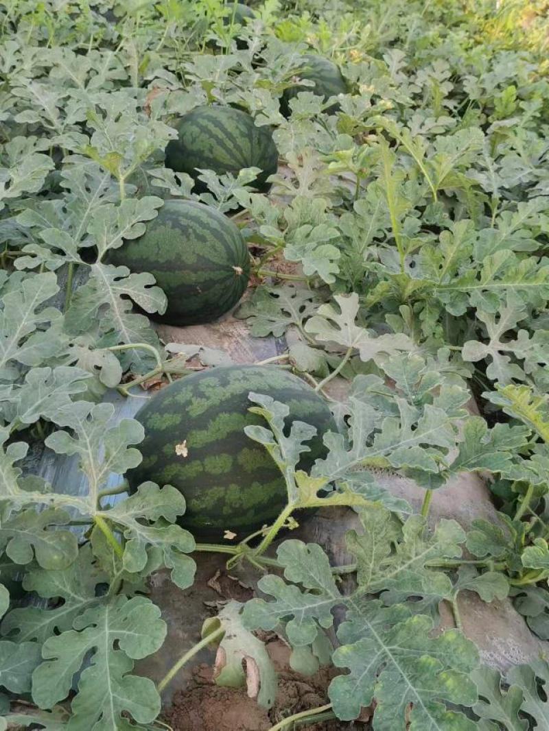 慕甜佳宝西瓜黑皮西瓜糖度14大量上市价格看瓜定价欢迎来电