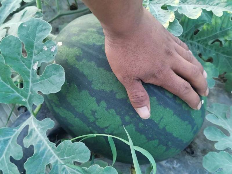 慕甜佳宝西瓜黑皮西瓜糖度14大量上市价格看瓜定价欢迎来电