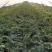慕甜佳宝西瓜黑皮西瓜糖度14大量上市价格看瓜定价欢迎来电