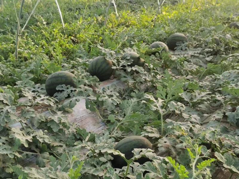 慕甜佳宝西瓜黑皮西瓜糖度14大量上市价格看瓜定价欢迎来电