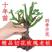 云南基地直销玫瑰老桩四季开花庭院绿化工程苗支持一件代发