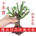 云南基地直销玫瑰老桩四季开花庭院绿化工程苗支持一件代发