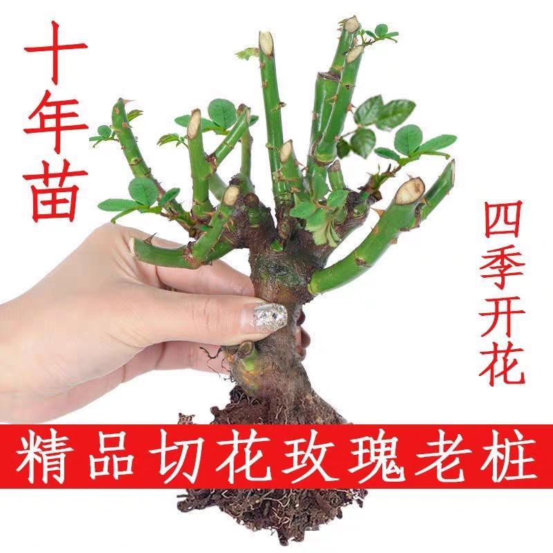 云南基地直销玫瑰老桩四季开花庭院绿化工程苗支持一件代发
