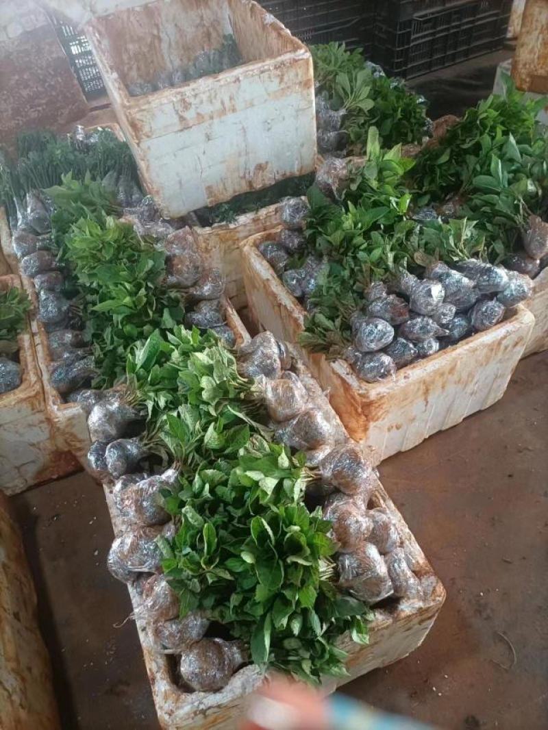 云南基地直销玫瑰老桩四季开花庭院绿化工程苗支持一件代发