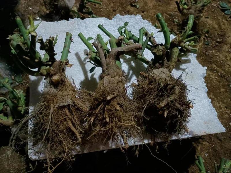 云南基地直销玫瑰老桩四季开花庭院绿化工程苗支持一件代发