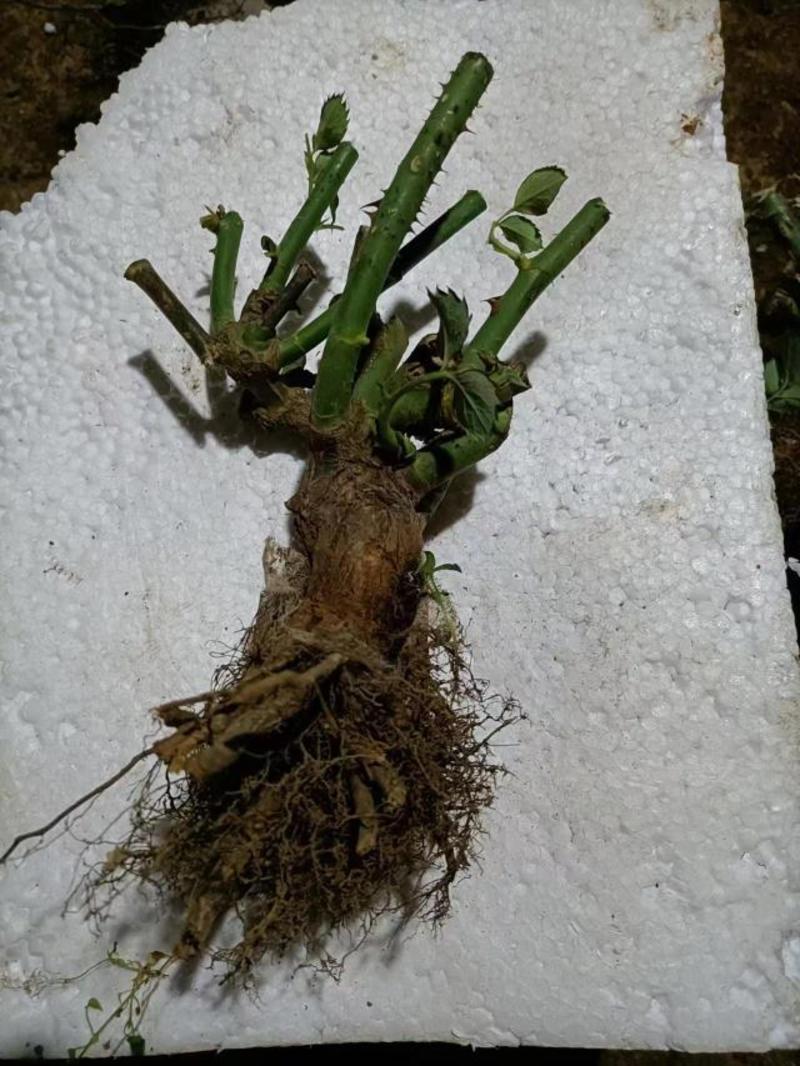 云南基地直销玫瑰老桩四季开花庭院绿化工程苗支持一件代发