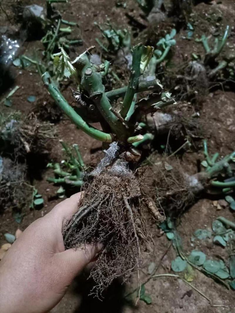 云南基地直销玫瑰老桩四季开花庭院绿化工程苗支持一件代发