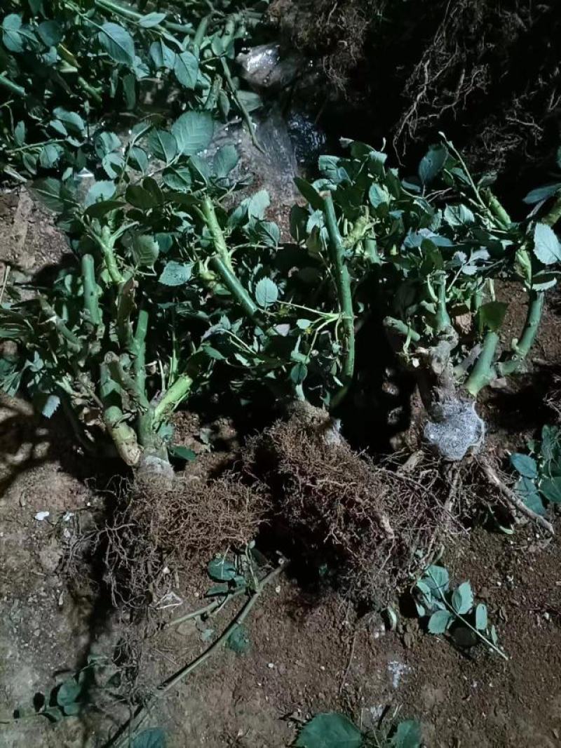 云南基地直销玫瑰老桩四季开花庭院绿化工程苗支持一件代发