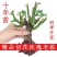 云南基地直销玫瑰老桩四季开花庭院绿化工程苗支持一件代发