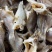 加洲鲈鱼干，海鲈干，鱼条，淡水鱼干，摆地摊跑江湖货源8元