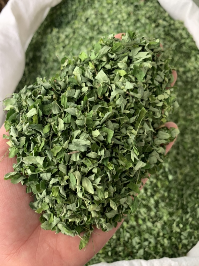 鸡骨草叶相思叶新货甜叶鸡骨草广西鸡骨草叶纯叶中草批发