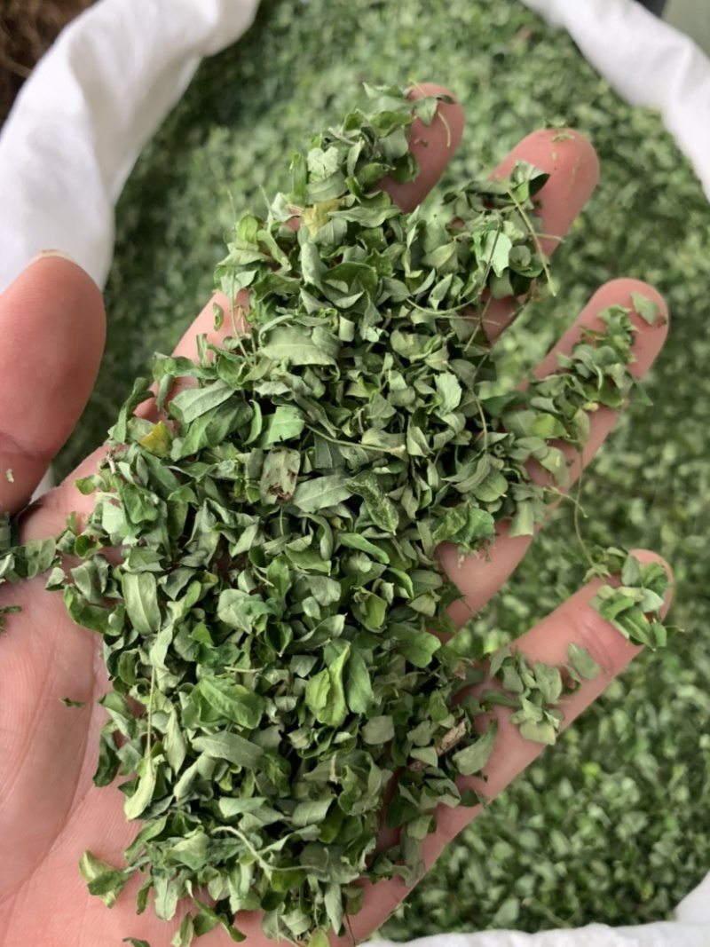 鸡骨草叶相思叶新货甜叶鸡骨草广西鸡骨草叶纯叶中草批发