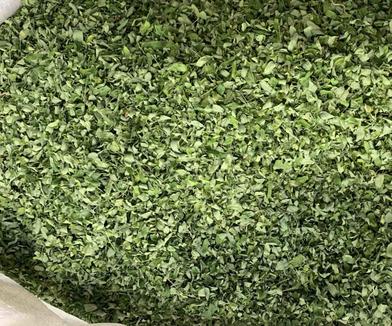 鸡骨草叶相思叶新货甜叶鸡骨草广西鸡骨草叶纯叶中草批发