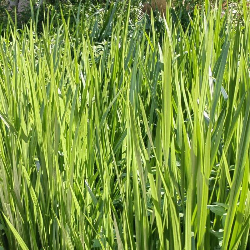 端午节水菖蒲种根干货一手货源欢迎咨询采购
