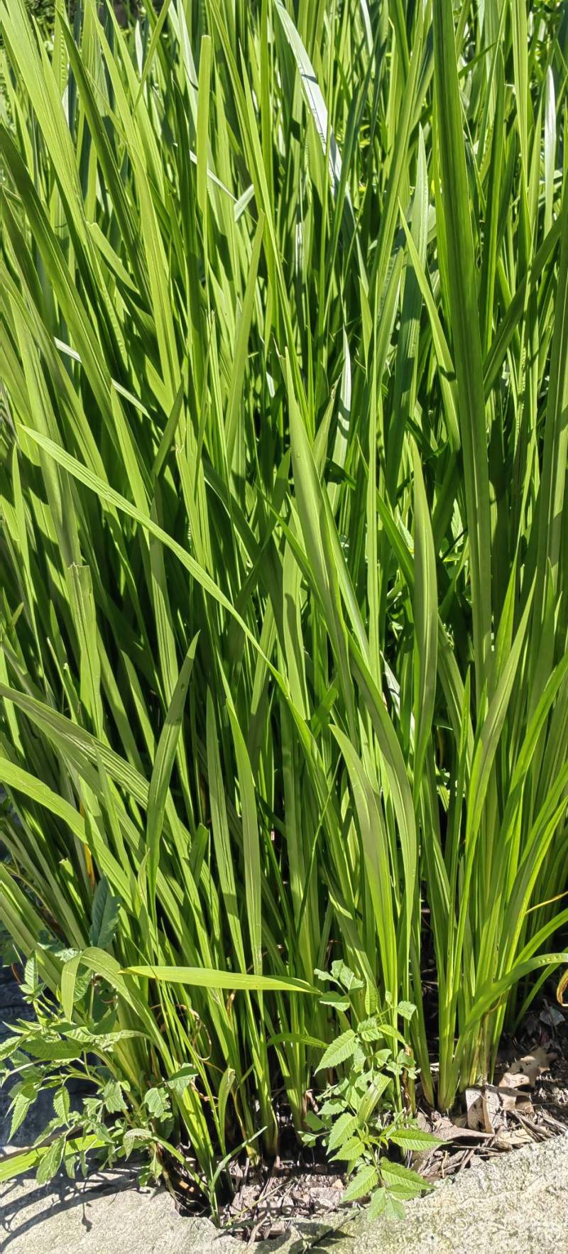 端午节水菖蒲种根干货一手货源欢迎咨询采购