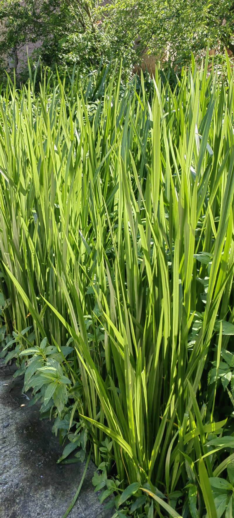 端午节水菖蒲种根干货一手货源欢迎咨询采购