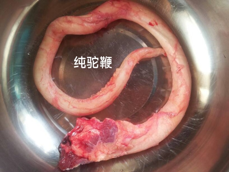 驼鞭1套包邮现宰草原野生放养骆驼牧场源头发货