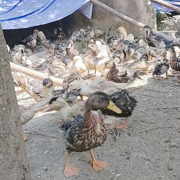 麻鸭子肉鸭