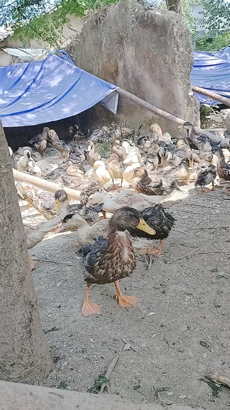 麻鸭子肉鸭