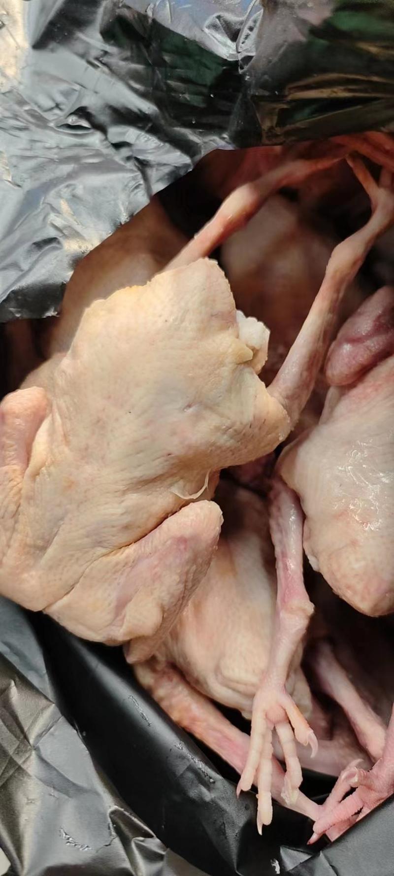 乳鸽，乳鸽肉，冻货鲜货一手货源，产地直发，各种规格