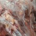 乳鸽，乳鸽肉，冻货鲜货一手货源，产地直发，各种规格