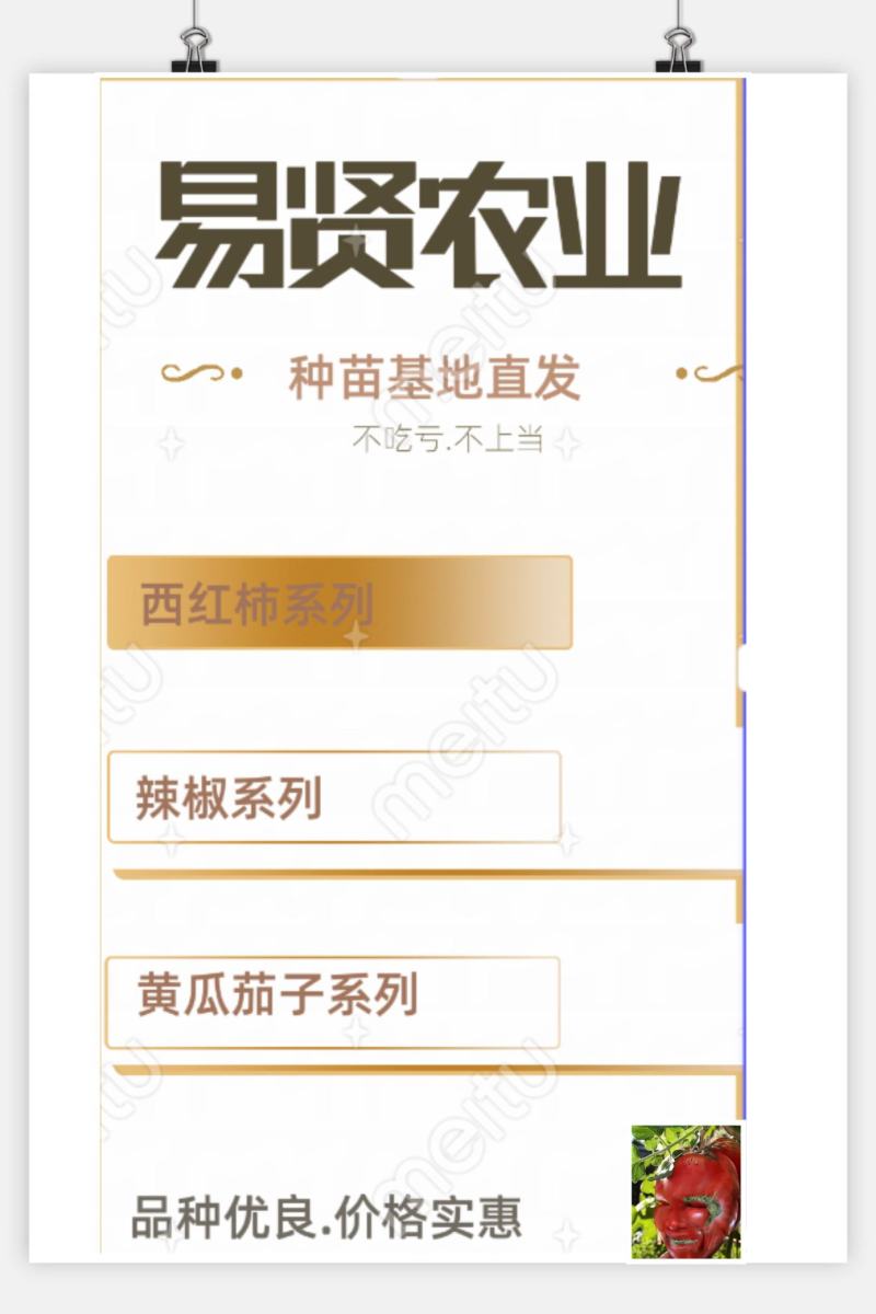 山东潍坊寿光西红柿苗番茄苗，早春越夏秋延越冬番茄苗常年有