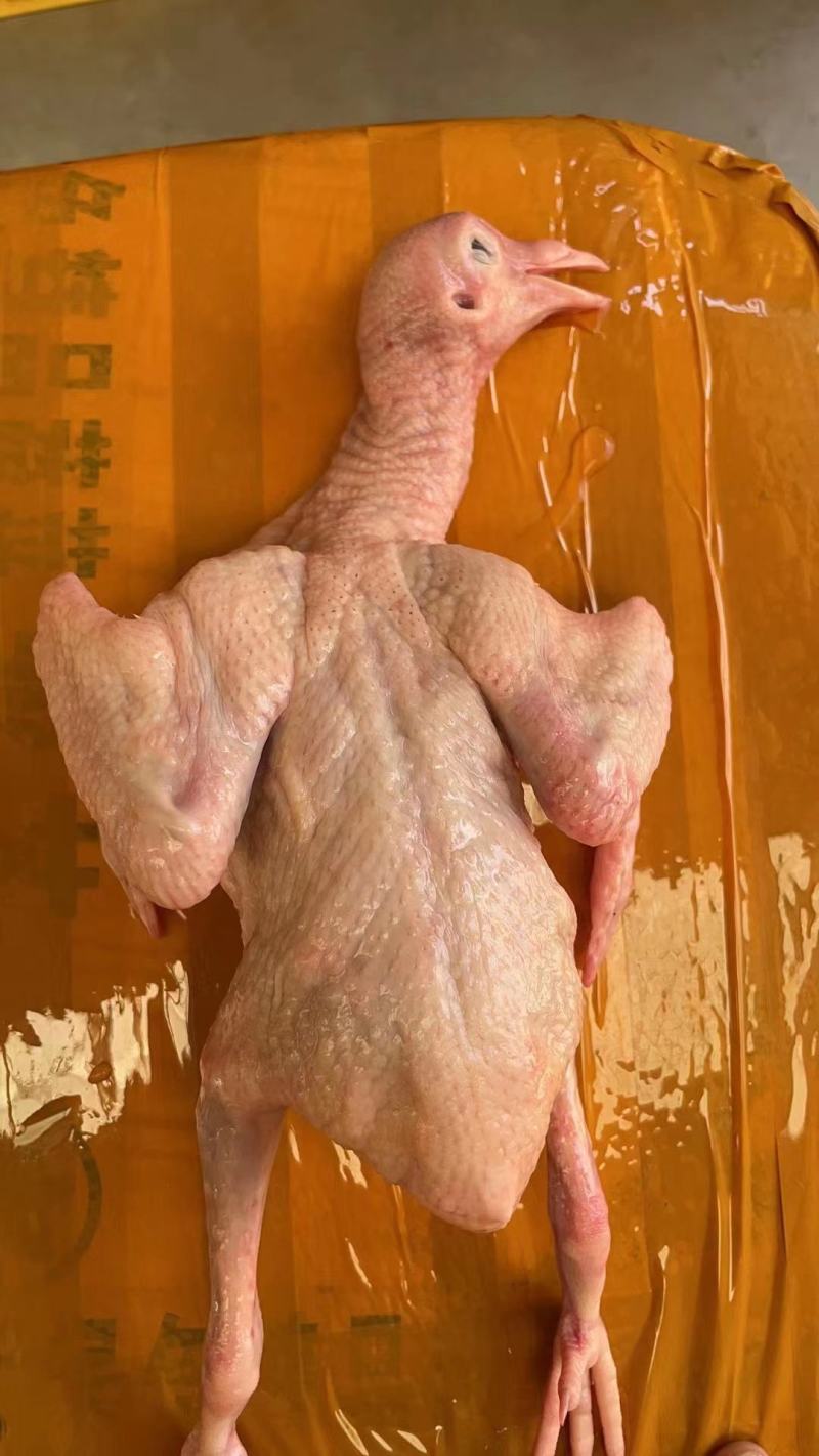 乳鸽，乳鸽肉，质量保证，产地直发，常年供应