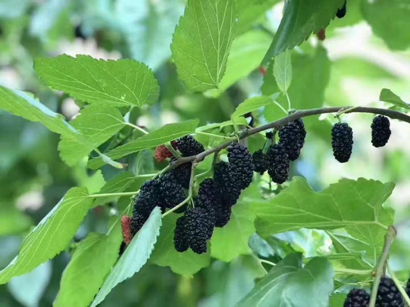 新货桑葚干免洗桑葚干黑桑葚干桑葚泡水泡酒干吃无硫