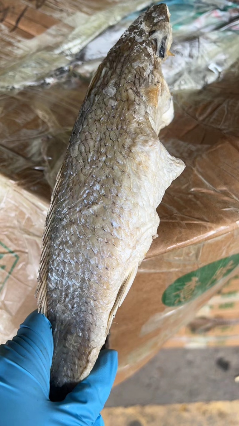 摆地摊跑江湖海鱼干8块，海鲈鱼干，加洲鲈鱼干，草鱼干，